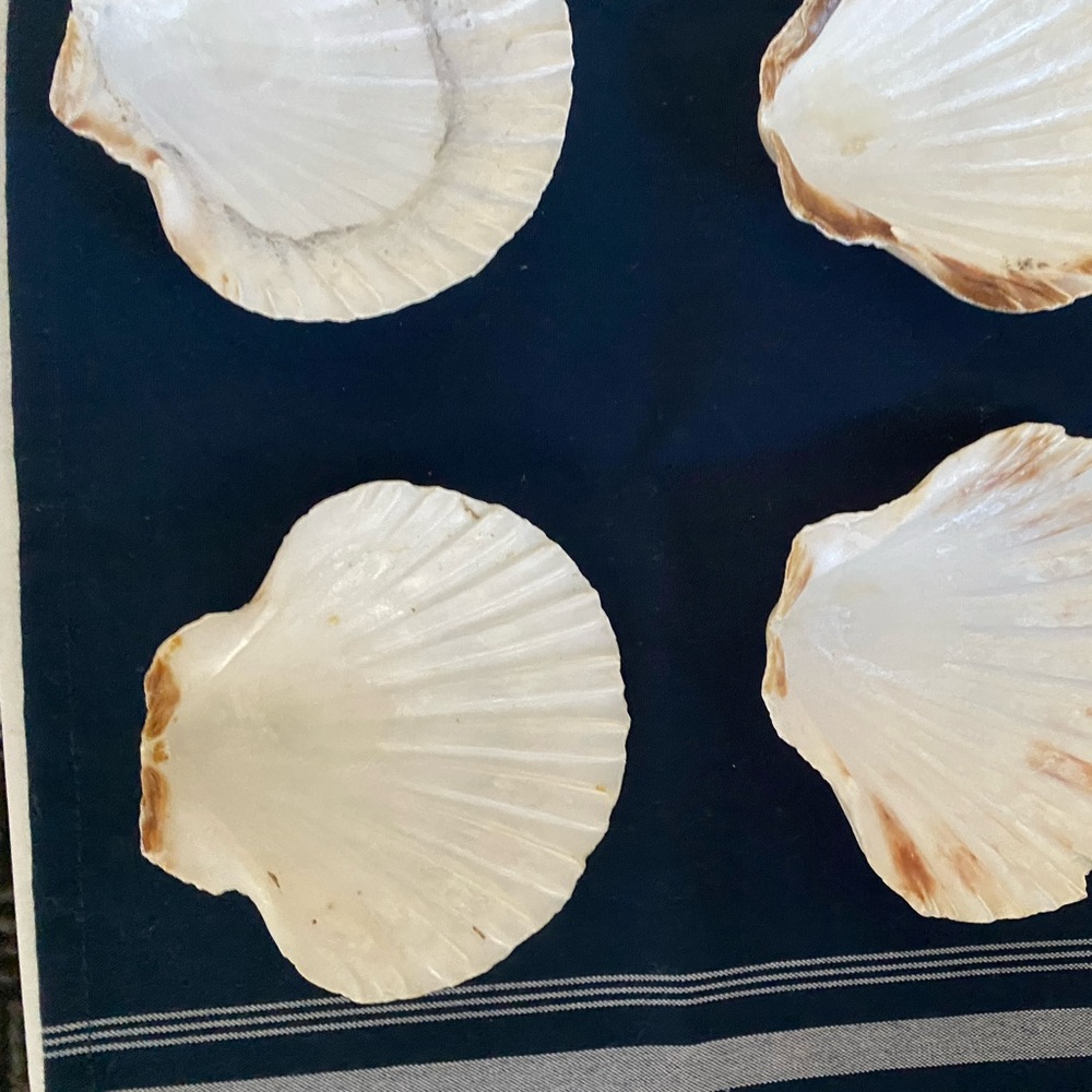 Decorative White Scallop Seashell Set, 10 shells 1 small one, $25